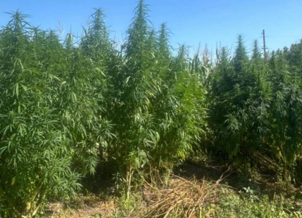 На Вінниччині у 24-річного чоловіка вилучили понад 60 кущів коноплі