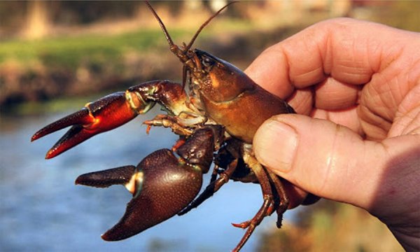 Заборона на вилов річкових раків