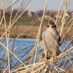 На Вінниччині через суд повертають два заказники, передані під мисливські угіддя
