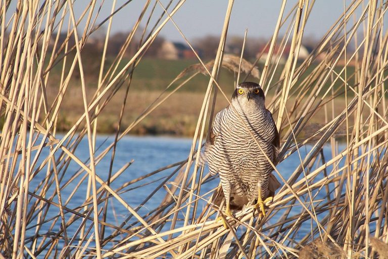 На Вінниччині через суд повертають два заказники, передані під мисливські угіддя