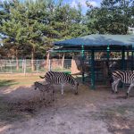 У Подільському зоопарку народилося дитинча зебри