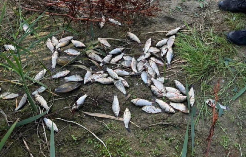 На Вінниччині браконьєр наловив риби на 138 тисяч гривень
