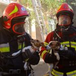 Рятувальники Вінниччини витягли з вогню двох песиків і кішку