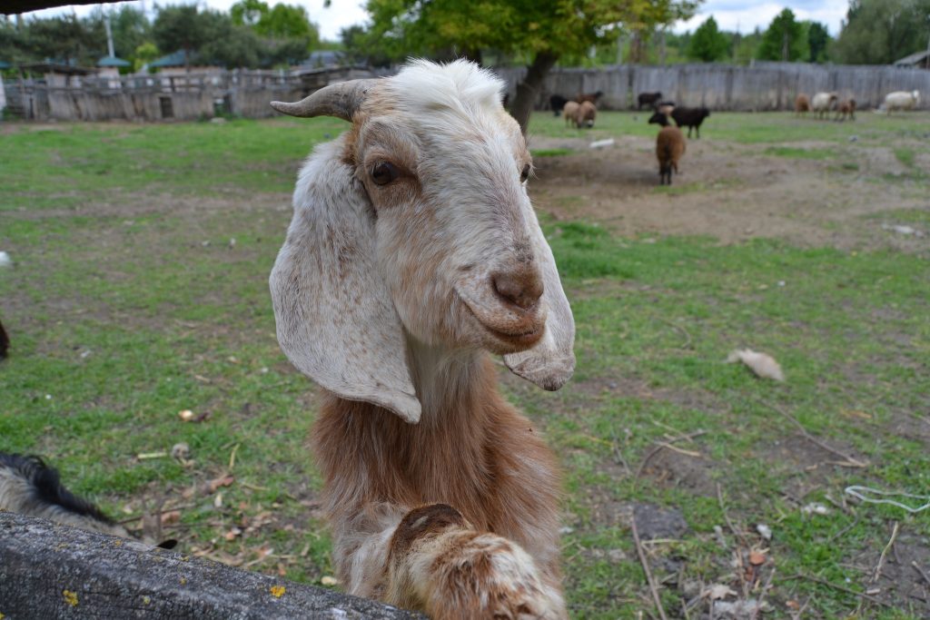 Зірка Подільського зоопарку: цапок із Донеччини підкорює відвідувачів