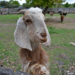 Зірка Подільського зоопарку: цапок із Донеччини підкорює відвідувачів