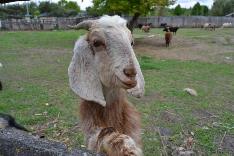 Зірка Подільського зоопарку: цапок із Донеччини підкорює відвідувачів