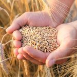 Вінницькі аграрії зібрали понад 2,4 млн тонн зерна та розпочали посів озимих