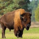 Під час перевезення до «Залісся» загинув зубр з Вінниччини