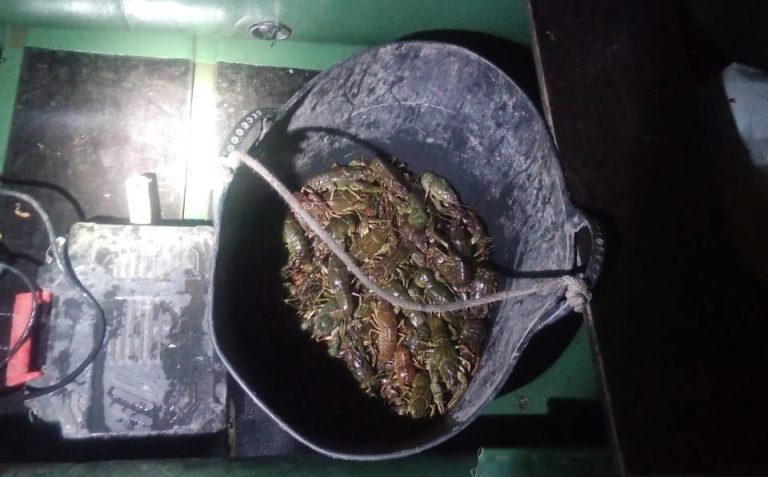 На Вінниччині браконьєри наловили раків на понад 600 тисяч грн