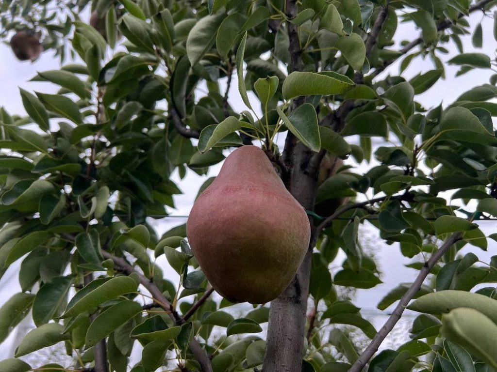 На Вінниччині збирають урожай груш: ціни зростають