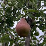 На Вінниччині збирають урожай груш: ціни зростають