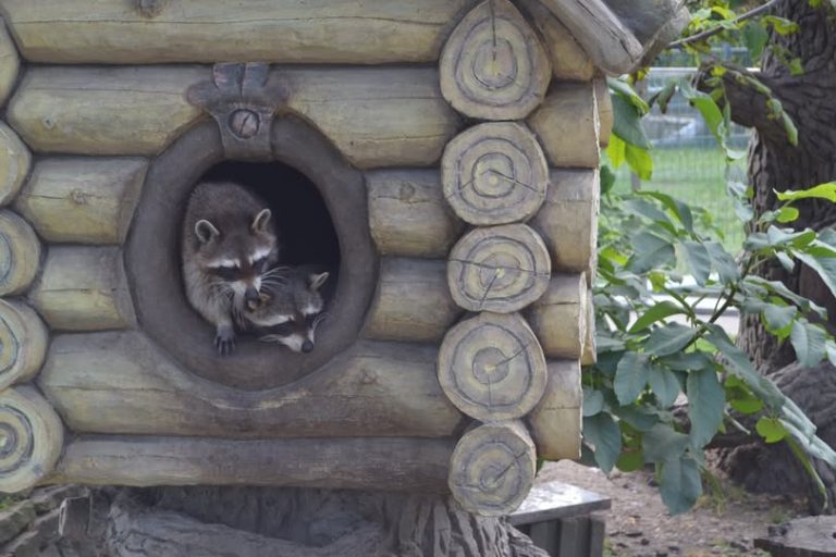 Подільський зоопарк переглянув раціон тварин через холодну погоду