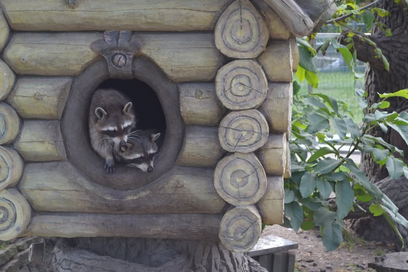 Подільський зоопарк переглянув раціон тварин через холодну погоду