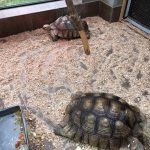 Нові мешканці Подільського зоопарку – дві черепахи