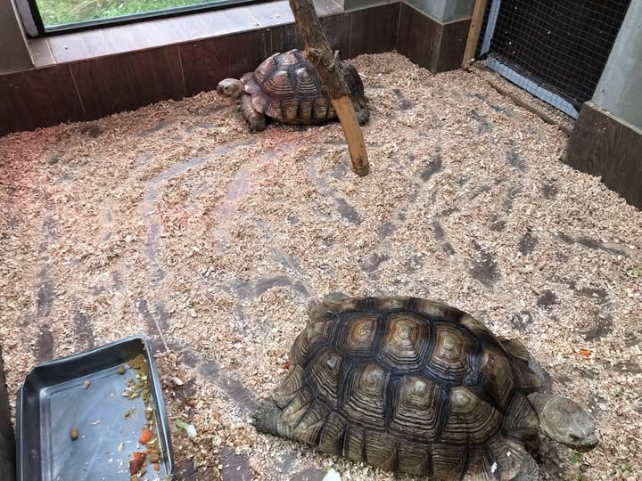 Нові мешканці Подільського зоопарку – дві черепахи