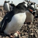 Поблизу станції «Вернадський» українські науковці знайшли перше яйце пінгвінів