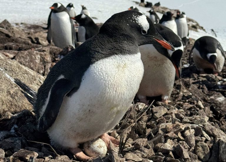 Поблизу станції «Вернадський» українські науковці знайшли перше яйце пінгвінів