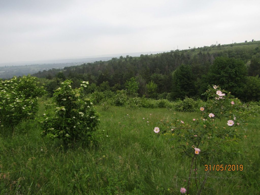 Державі повернули ботанічну пам’ятку «Терещуків яр» на Вінниччині