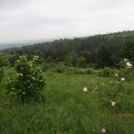 Державі повернули ботанічну пам’ятку «Терещуків яр» на Вінниччині