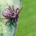 Хвороба Лайма на Вінниччині: 43 випадки у вересні 2025