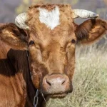 На Вінниччині зафіксовано випадок сказу у корови