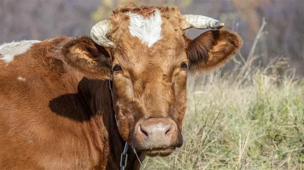 На Вінниччині зафіксовано випадок сказу у корови