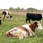 Фінансова підтримка сільгоспвиробників у Вінницькій громаді зросла на 80 тис. грн