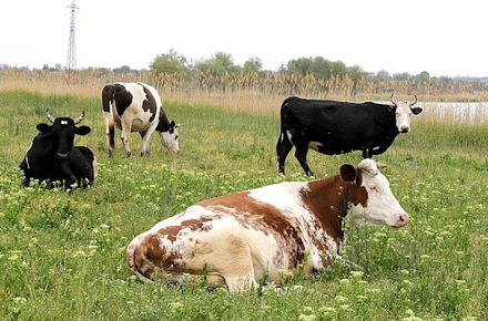 Фінансова підтримка сільгоспвиробників у Вінницькій громаді зросла на 80 тис. грн