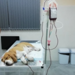 У Вінниці запустять нову послугу з переливання крові для домашніх тварин