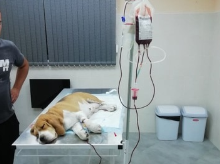 У Вінниці запустять нову послугу з переливання крові для домашніх тварин