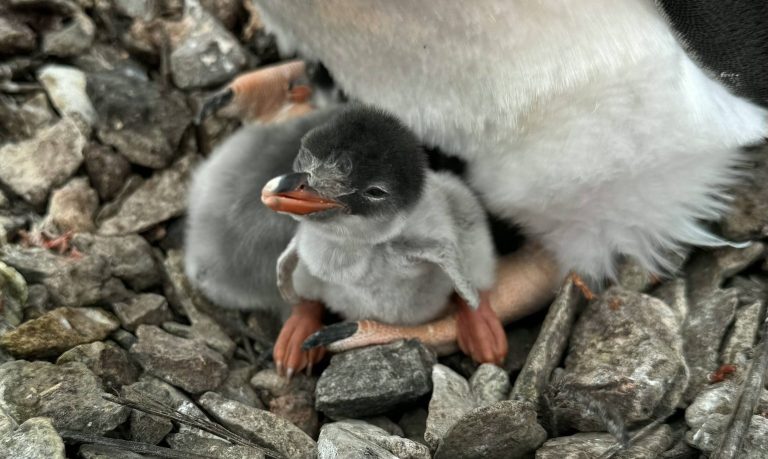 На Галіндезі народилося перше пінгвінятко: рекордно ранній сезон