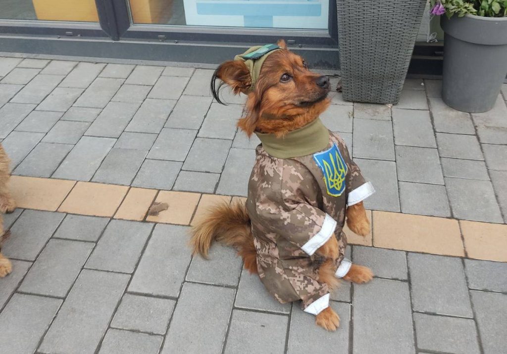 Пес Джеккі та Тетяна Печеніжська зібрали вже пів мільйона для ЗСУ