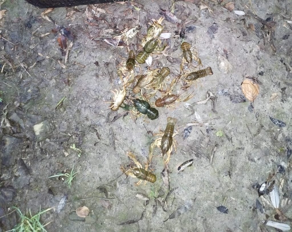 43 тисячі грн збитків: на Вінниччині викрили незаконний вилов раків