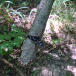 Суд повернув заказник «Дашівський» у державну власність