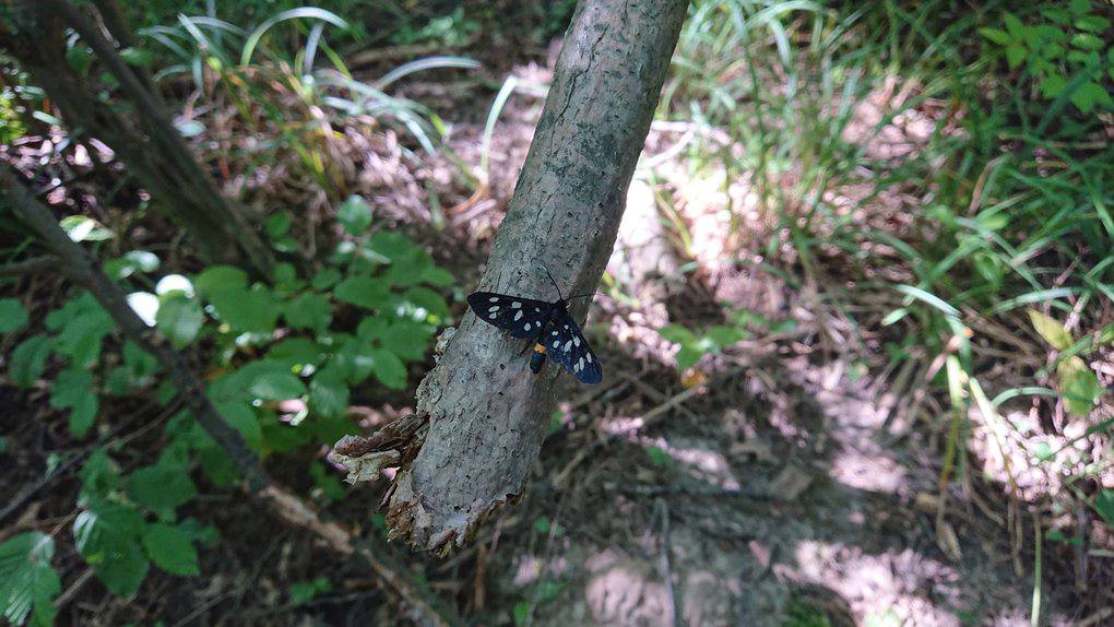 Суд повернув заказник «Дашівський» у державну власність