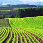 Мурафській громаді повернули 180 гектарів сільгоспземель за рішенням суду