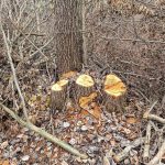 На Вінниччині виявили незаконну порубку лісу зі збитками понад пів мільйона