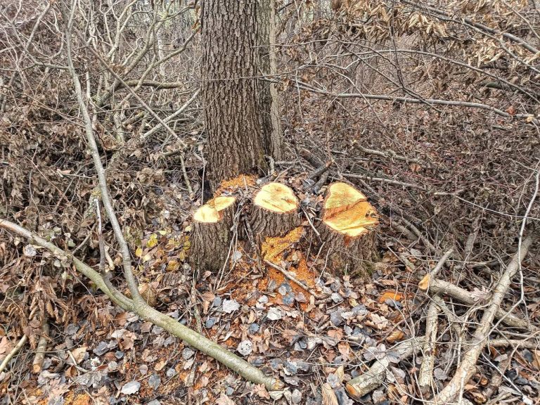 На Вінниччині виявили незаконну порубку лісу зі збитками понад пів мільйона
