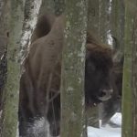 За рік на Вінниччині народилося 12 зубренят: популяція зросла до 140 особин