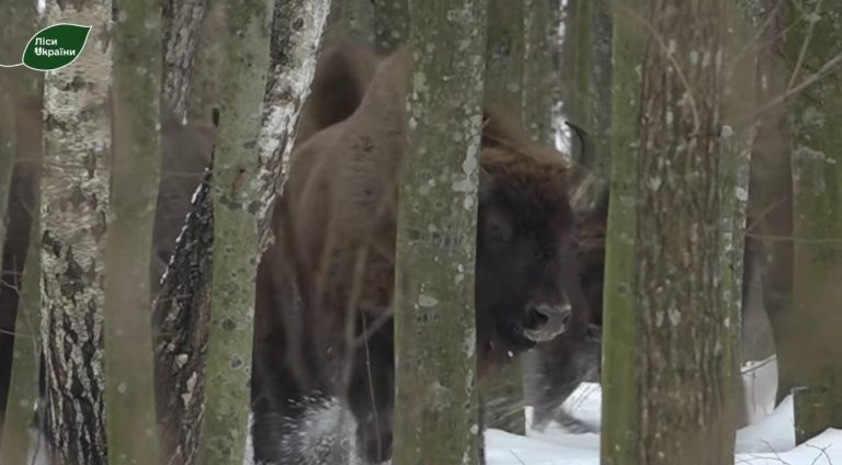 За рік на Вінниччині народилося 12 зубренят: популяція зросла до 140 особин