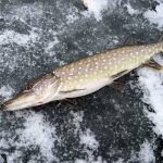 До кінця березня на Вінниччині діє заборона на вилов щуки: штраф понад 3 тисячі за рибину