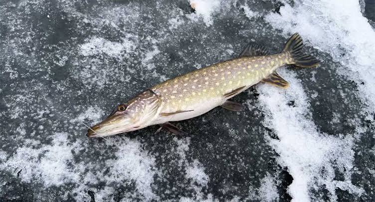 До кінця березня на Вінниччині діє заборона на вилов щуки: штраф понад 3 тисячі за рибину