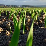 Весняні роботи стартували: на Вінниччині підживлюють озимі культури