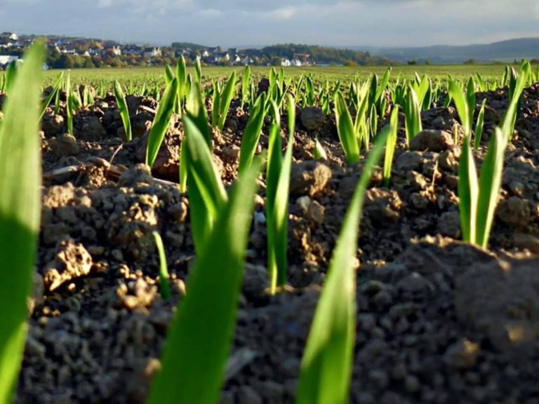 Весняні роботи стартували: на Вінниччині підживлюють озимі культури