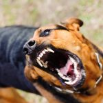 На Вінниччині зросла кількість випадків сказу серед тварин