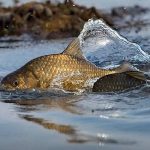 З 1 квітня на Вінниччині діють обмеження на риболовлю: що потрібно знати