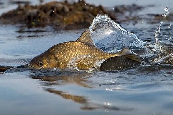 З 1 квітня на Вінниччині діють обмеження на риболовлю: що потрібно знати