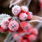 На Вінниччині сильні заморозки: оголошено помаранчевий рівень небезпечності