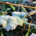 До -5° вночі: мешканців Вінниччини попередили про заморозки