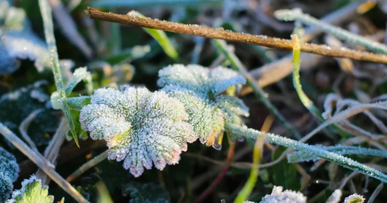 До -5° вночі: мешканців Вінниччини попередили про заморозки